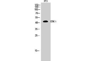 Western Blotting (WB) image for anti-Mitogen-Activated Protein Kinase 3 (MAPK3) antibody (ABIN5959035) (ERK1 抗体)