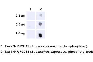 Dot Blot analysis using Rabbit Anti-Tau Monoclonal Antibody, Clone AH36 (ABIN6932886). (tau 抗体  (pSer202, pThr205) (Atto 488))