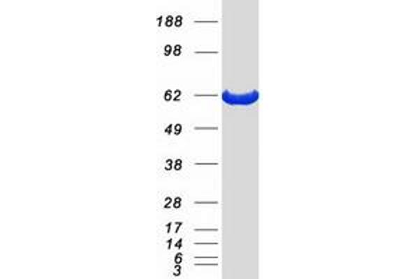 CCT8 Protein (Myc-DYKDDDDK Tag)