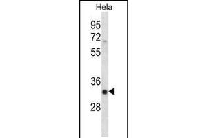 Western blot analysis in Hela cell line lysates (35ug/lane). (SFRS7 抗体  (N-Term))