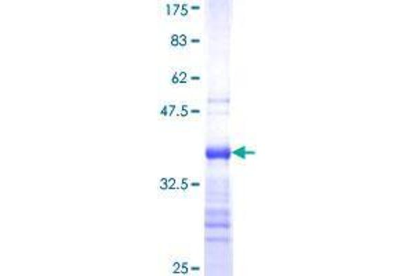 ZNF500 Protein (AA 372-480) (GST tag)