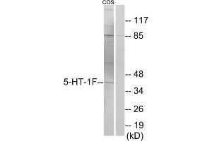 Western blot analysis of extracts from COS-7 cells, using 5-HT-1F antibody. (HTR1F 抗体  (Internal Region))