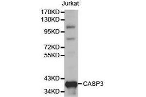 Western Blotting (WB) image for anti-Caspase 3 (CASP3) antibody (ABIN1871461) (Caspase 3 抗体)