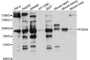 Western blot analysis of extracts of various cell lines, using PODXL antibody (ABIN5998550) at 1/1000 dilution. (PODXL 抗体)