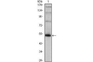 Western Blot showing FOXP3 antibody used against FOXP3 (AA: 2-193)-hIgGFc transfected HEK293 cell. (FOXP3 抗体)