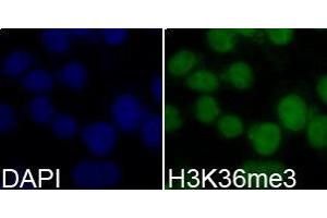 Immunofluorescence (IF) image for anti-Histone 3 (H3) (H3K36me3) antibody (ABIN1873005) (Histone 3 抗体  (H3K36me3))