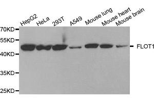 Western blot analysis of extracts of various cell lines, using FLOT1 antibody (ABIN5973661) at 1/1000 dilution. (Flotillin 1 抗体)