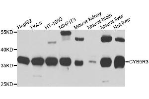 Western blot analysis of extracts of various cell lines, using CYB5R3 antibody (ABIN5995504) at 1/1000 dilution. (CYB5R3 抗体)