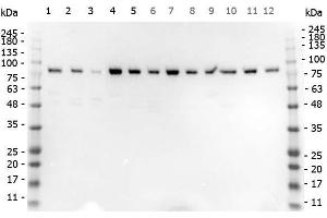 Western Blot of Rabbit anti-STIM1 antibody. (STIM1 抗体  (C-Term))