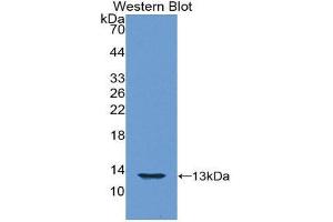 Western Blotting (WB) image for anti-Histone H4 (AA 2-103) antibody (ABIN1859164) (Histone H4 抗体  (AA 2-103))