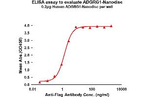 Elisa plates were pre-coated with Flag Tag AD-Nanodisc (0. (ADGRG1 蛋白)