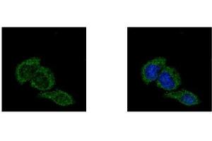 Immunofluorescence (IF) image for anti-Amyloid beta (A4) Precursor Protein (APP) (C-Term) antibody (ABIN2855011)