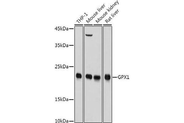 Glutathione Peroxidase 1 抗体  (AA 50-203)