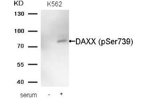 Western blot analysis of extracts from K562 cells untreated (lane 1) or treated with serum (lane 2) using DAXX (Phospho-Ser739) Antibody. (DAXX 抗体  (pSer739))