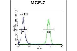 CDC37 Antibody (Center) (ABIN652914 and ABIN2842588) flow cytometric analysis of MCF-7 cells (right histogram) compared to a negative control cell (left histogram). (CDC37 抗体  (AA 116-144))