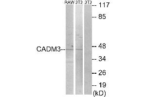 Western blot analysis of extracts from RAW264. (CADM3 抗体)