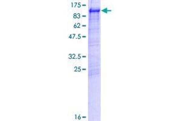 GGA3 Protein (AA 1-690) (GST tag)