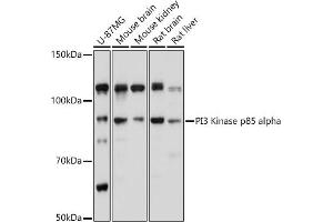 Western blot analysis of extracts of various cell lines, using PI3 Kinase p85 alpha antibody (ABIN6130618, ABIN6145643, ABIN6145646 and ABIN6215249) at 1:1000 dilution. (PIK3R1 抗体  (AA 240-380))