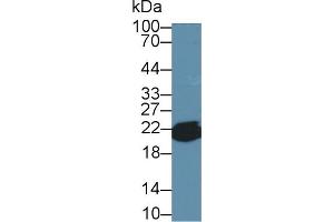 Detection of CYPB in Mouse Liver lysate using Polyclonal Antibody to Cyclophilin B (CYPB) (PPIB 抗体  (AA 34-216))