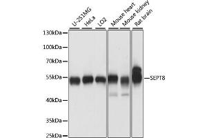 Western blot analysis of extracts of various cell lines, using SEPT8 antibody (ABIN6291210) at 1:1000 dilution. (Septin 8 抗体)