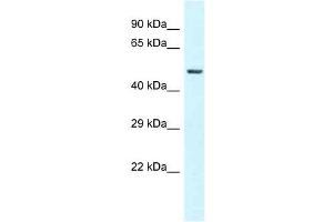 Western Blot showing GC antibody used at a concentration of 1 ug/ml against 721_B Cell Lysate (Gc (N-Term) 抗体)