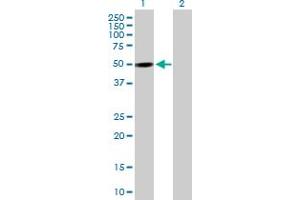 Western Blot analysis of PXK expression in transfected 293T cell line by PXK MaxPab polyclonal antibody. (PXK 抗体  (AA 1-450))