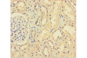 Immunohistochemistry of paraffin-embedded human kidney tissue using ABIN7151314 at dilution of 1:100 (XIAP 抗体  (AA 1-497))