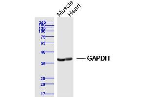 Western Blotting (WB) image for anti-Glyceraldehyde-3-Phosphate Dehydrogenase (GAPDH) (AA 1-335) antibody (ABIN678458)