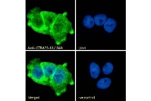 Immunofluorescence (IF) image for anti-ADP-Ribosylation-Like Factor 6 Interacting Protein 5 (Arl6ip5) (C-Term) antibody (ABIN184829)