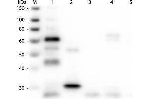 Western Blot of Anti-Chicken IgG (H&L) (GOAT) Antibody (Min X Bv Gt GP Ham Hs Hu Ms Rb Rt & Sh Serum Proteins). (山羊 anti-小鸡 IgG Antibody (DyLight 549) - Preadsorbed)