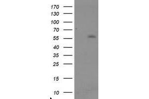 Image no. 1 for anti-TRAF Interacting Protein (TRAIP) (AA 67-313) antibody (ABIN1491632) (TRAIP 抗体  (AA 67-313))