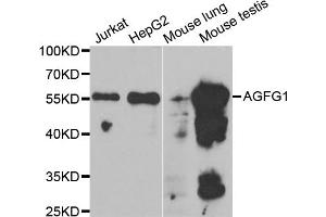 Western blot analysis of extracts of various cell lines, using AGFG1 antibody. (AGFG1 抗体)