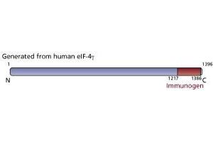 Image no. 2 for anti-eIF-4gamma (AA 1217-1386) antibody (ABIN968023) (eIF-4gamma (AA 1217-1386) 抗体)