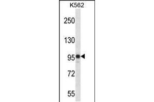 Western blot analysis in K562 cell line lysates (35ug/lane). (SAP130 抗体  (C-Term))