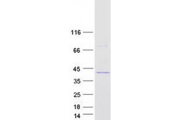 ATP8B2 Protein (Transcript Variant 2) (Myc-DYKDDDDK Tag)