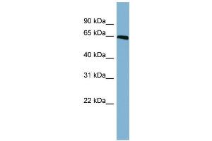 WB Suggested Anti-RUNX1 Antibody Titration: 0. (RUNX1 抗体  (Middle Region))