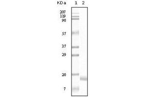 Western Blotting (WB) image for anti-Synuclein, alpha (SNCA) (truncated) antibody (ABIN2464103) (SNCA 抗体  (truncated))