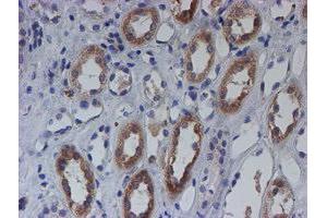 Immunohistochemical staining of paraffin-embedded Human Kidney tissue using anti-C21orf56 mouse monoclonal antibody. (C21ORF56 抗体)