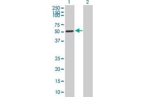 Western Blot analysis of LEF1 expression in transfected 293T cell line by LEF1 MaxPab polyclonal antibody. (LEF1 抗体  (AA 1-399))
