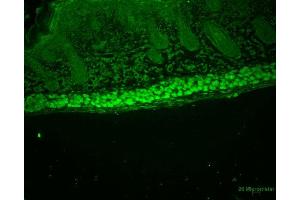 Immunohistochemistry analysis using Rat Anti-Aha1 Monoclonal Antibody, Clone 25F2. (AHSA1 抗体  (FITC))