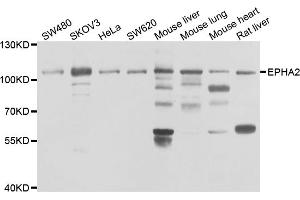 Western blot analysis of extracts of various cell lines, using EPHA2 antibody (ABIN5975494) at 1/1000 dilution. (EPH Receptor A2 抗体)