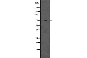 Western blot analysis of DVL1 using HT-29 whole cell lysates (DVL1 抗体)