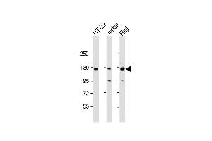 Western Blot at 1:2000 dilution Lane 1: HT-29 whole cell lysate Lane 2: Jurkat whole cell lysate Lane 3: Raji whole cell lysate Lysates/proteins at 20 ug per lane. (p130 抗体  (N-Term))