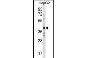 Western blot analysis in HepG2 cell line lysates (35ug/lane). (AEBP2 抗体  (C-Term))