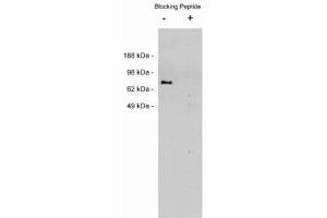 Image no. 1 for anti-Netrin 1 (NTN1) antibody (ABIN212236) (Netrin 1 抗体)