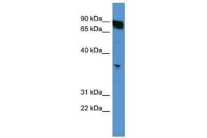 OR2K2 antibody used at 0. (OR2K2 抗体  (C-Term))