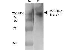 Western Blot analysis of Rat Brain Membrane showing detection of ~270 kDa Notch1 protein using Mouse Anti-Notch1 Monoclonal Antibody, Clone S253-32 . (Notch1 抗体  (AA 20-216) (FITC))