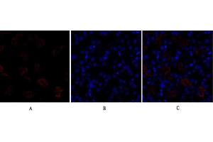 Immunofluorescence analysis of mouse kidney tissue. (Dynamin 1-Like 抗体)