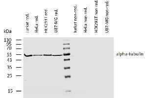 Western blotting analysis of human alpha-tubulin using rat monoclonal antibody YOL1/34 on lysates of various cell lines under reducing and non-reducing conditions. (alpha Tubulin 抗体)