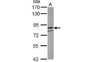 WB Image Sample (50 ug of whole cell lysate) A: Mouse brain 7. (CLOCK 抗体  (C-Term))